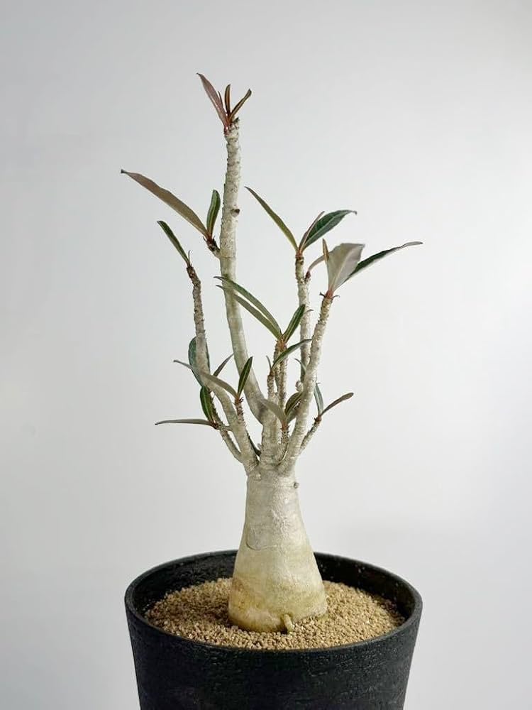 Amazon.co.jp: アデニウム ソマレンセ Adenium somalense